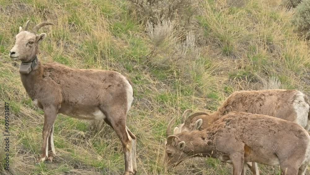 Grazing in Harmony: Tracking Collared Young Bighorn Sheep at Lac du Bois Grazing in Harmony: Tracking Collared Young Bighorn Sheep at Lac du Bois