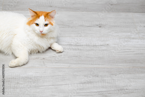 white domestic cat lies on the floor of the room