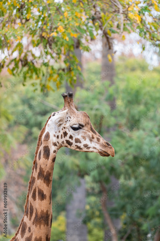 Portrait of a giraffe