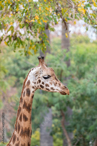 Photography Portrait of a giraffe