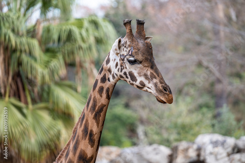 Portrait of a giraffe