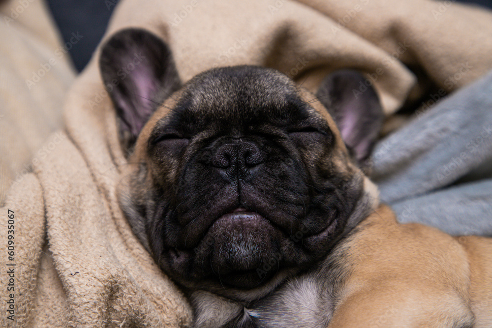 Cute sleeping French bulldog puppy portrait