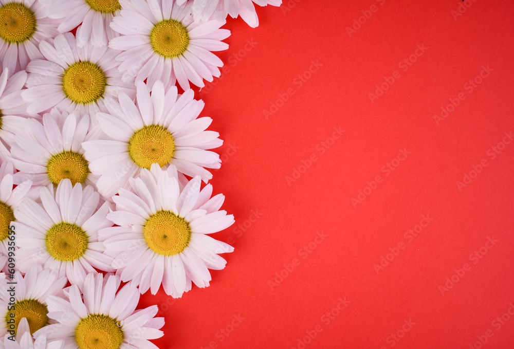 Obraz premium White chamomile on a red background.Copy space. 