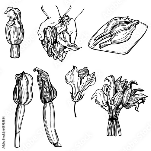 Sketch  zucchini flowers.  Vector  illustration