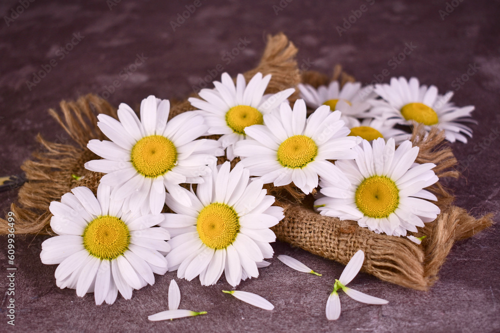 Obraz premium Many white daisies on a gray background.Summer still life. 