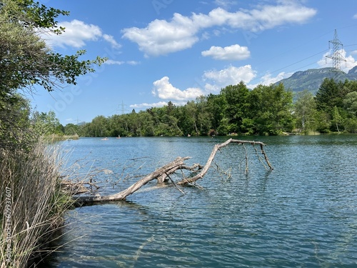 Summer atmosphere in the Nature and landscape protection area Old Rhine, Diepoldsau - Switzerland (Vorfrühlings Stimmung im Natur- und Landschaftsschutzgebiet Alter Rhein, Schweiz) photo