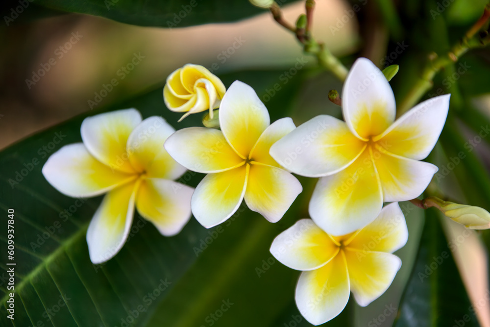 frangipani flowers in the garden frangipani flowers in the garden