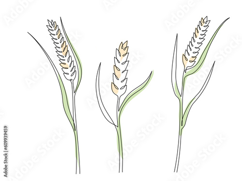 Wheat grain ear in one continuous line style. Single line colored drawing of ripe ear. Linear sketch of grain of wheat, rice, oat ear. Silhouette of wheat. Modern design element for agriculture logo