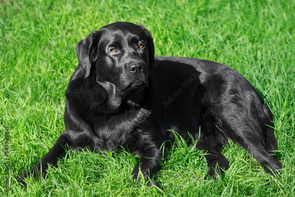 Black labrador retriever dog lies on green grass. Portrait of a thoroughbred dog.