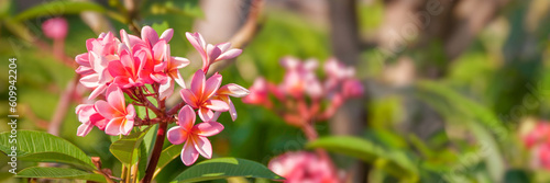 Pink plumeria close up  also called frangipani  in a garden  tropical nature panoramic web banner