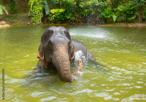 Bathing elephants in the jungle. Baby elephant splashes in the lake close-up.