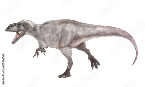 現時点で確認されている肉食恐竜では最大級。頭骨は1.5メートルを超えるが、ティラノサウルスのような頑丈なつくりではない。歯は薄く小さく、獲物を噛み砕くよりも鋭利に切り裂くのに適する。白亜紀後期に北米に君臨したティラノサウルスに対して、南米大陸の覇者である。ただ、頭骨の再現については、やや不自然さがあり、故意に長さを稼いだような生き物としてのバランスの悪さがある。イラストはその点に配慮した。 © Mineo