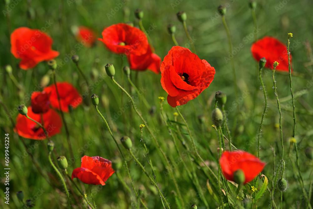 Obraz premium Wilder roter Klatschmohn auf einem Feld.