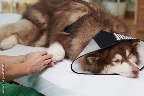 Hands of veterinarian touching paw of sick dog to calm animal