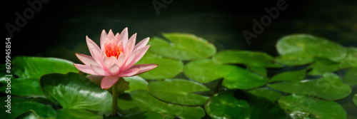 Close up of a pink waterlily in a pond, panoramic zen header