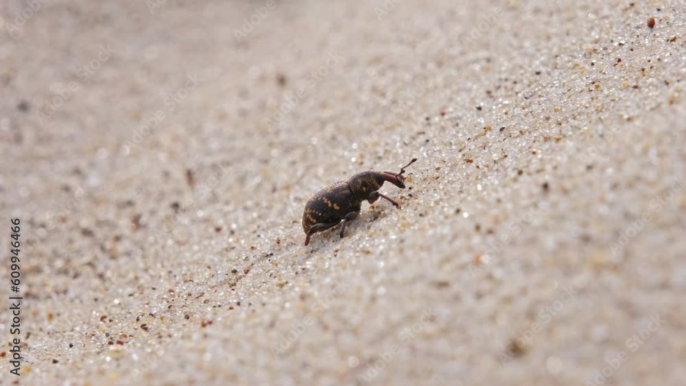 Pissodes Pini Weevil Beetle Bug Laboriously Slowly Climbing Up Beach Sand Dune Pissodes Pini Weevil Beetle Bug Laboriously Slowly Climbing Up Beach Sand Dune