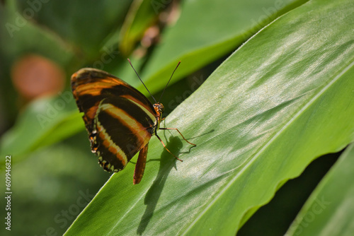 Banded orange heliconian sitting on a leaf