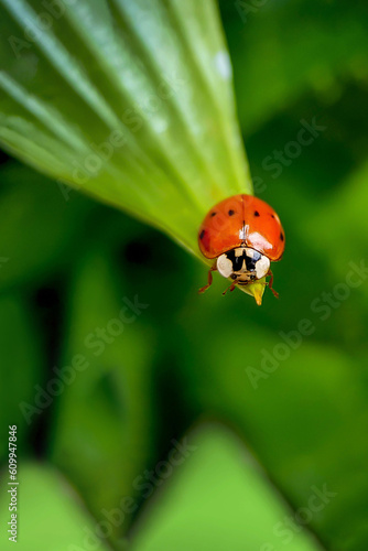 Ladybug close-up on a green blurred background.