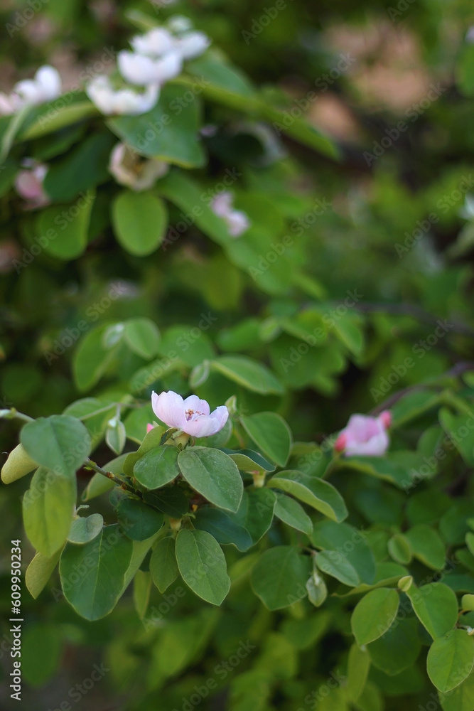 Pink blossoms on quince tree. Selective focus. Pink blossoms on quince tree. Selective focus.