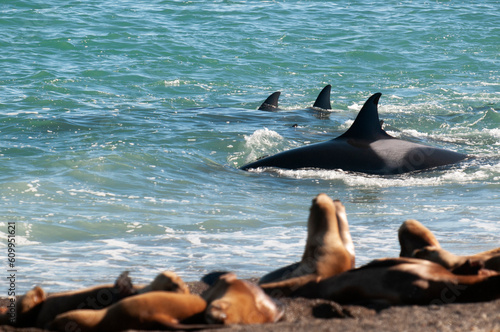 Orca family hunting sea lions on the paragonian coast, Patagonia, Argentina photo