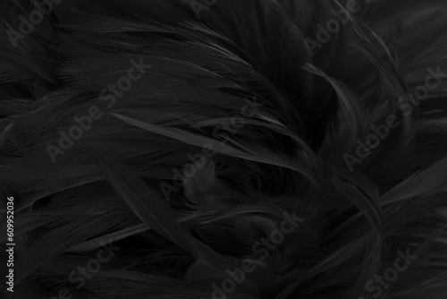 Beautiful black grey bird feathers pattern texture background.