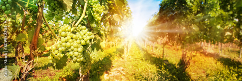 Canvas Print Close up on green grapes in a vineyard with sunshine, wine harvest panoramic hea