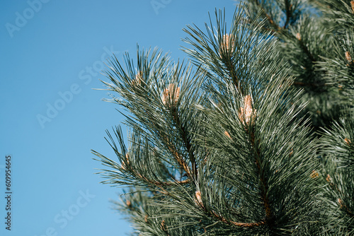 Close-up of green pine branches against the blue sky on a sunny day