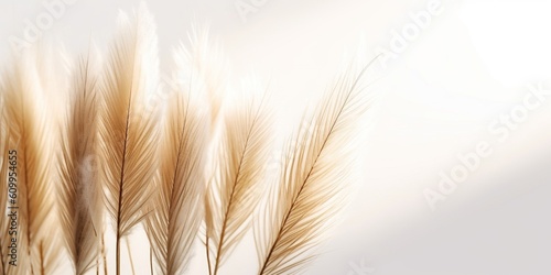 Pampas grass on white background  reed grass creative flat lay with natural light and shadow