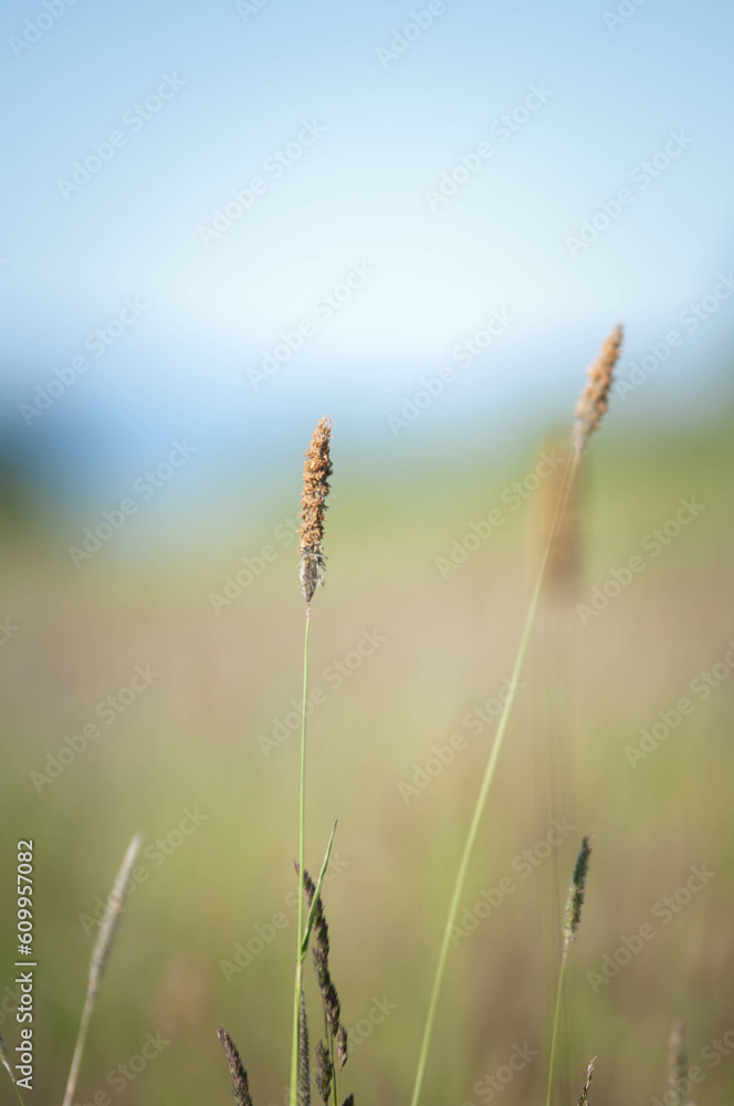 pola, mak, czerwień, lato, hayfield, roślin, zółty, kwiat, barwa, flora, kwiatowy, pora roku, daisies,Mak, rzepak, kwiaty na łące, rolnictwo, olej rzepakowy, kwiaty, roślinność, różowe kwiaty, art, de pola, mak, czerwień, lato, hayfield, roślin, zółty, kwiat, barwa, flora, kwiatowy, pora roku, daisies,Mak, rzepak, kwiaty na łące, rolnictwo, olej rzepakowy, kwiaty, roślinność, różowe kwiaty, art, de