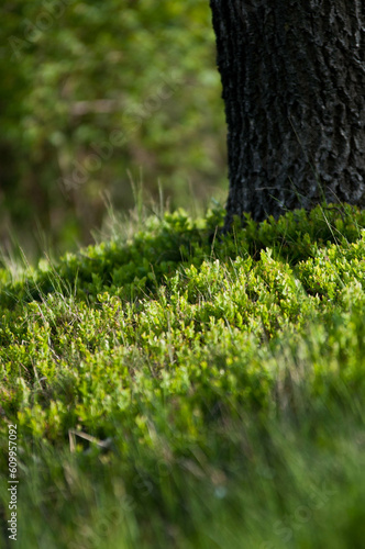 pola, mak, czerwień, lato, hayfield, roślin, zółty, kwiat, barwa, flora, kwiatowy, pora roku, daisies,Mak, rzepak, kwiaty na łące, rolnictwo, olej rzepakowy, kwiaty, roślinność, różowe kwiaty, art, de photo