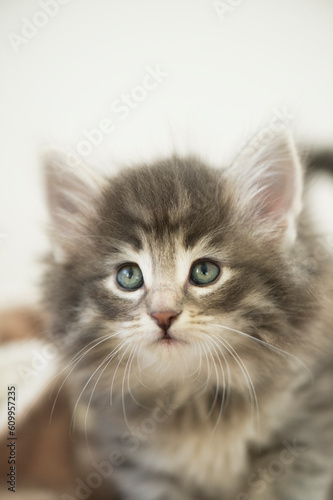 Porträt eines niedlichen Norwegischen Waldkatzen Kitten