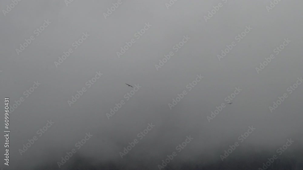 Andean condor, Vultur gryphus, the largest flying birds in the world, majestically soaring over the Colca Canyon in Peru, the deepest gorge on the planet. Andean condor, Vultur gryphus, the largest flying birds in the world, majestically soaring over the Colca Canyon in Peru, the deepest gorge on the planet.