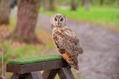 Nature's Silent Hunters: A Closer Look at Short-Eared Owls in the Wild