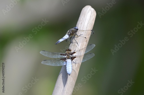 Broad-bodied chaser sitting near pond