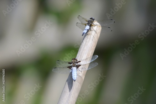 Broad-bodied chaser sitting near pond