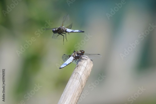 Broad-bodied chaser sitting near pond