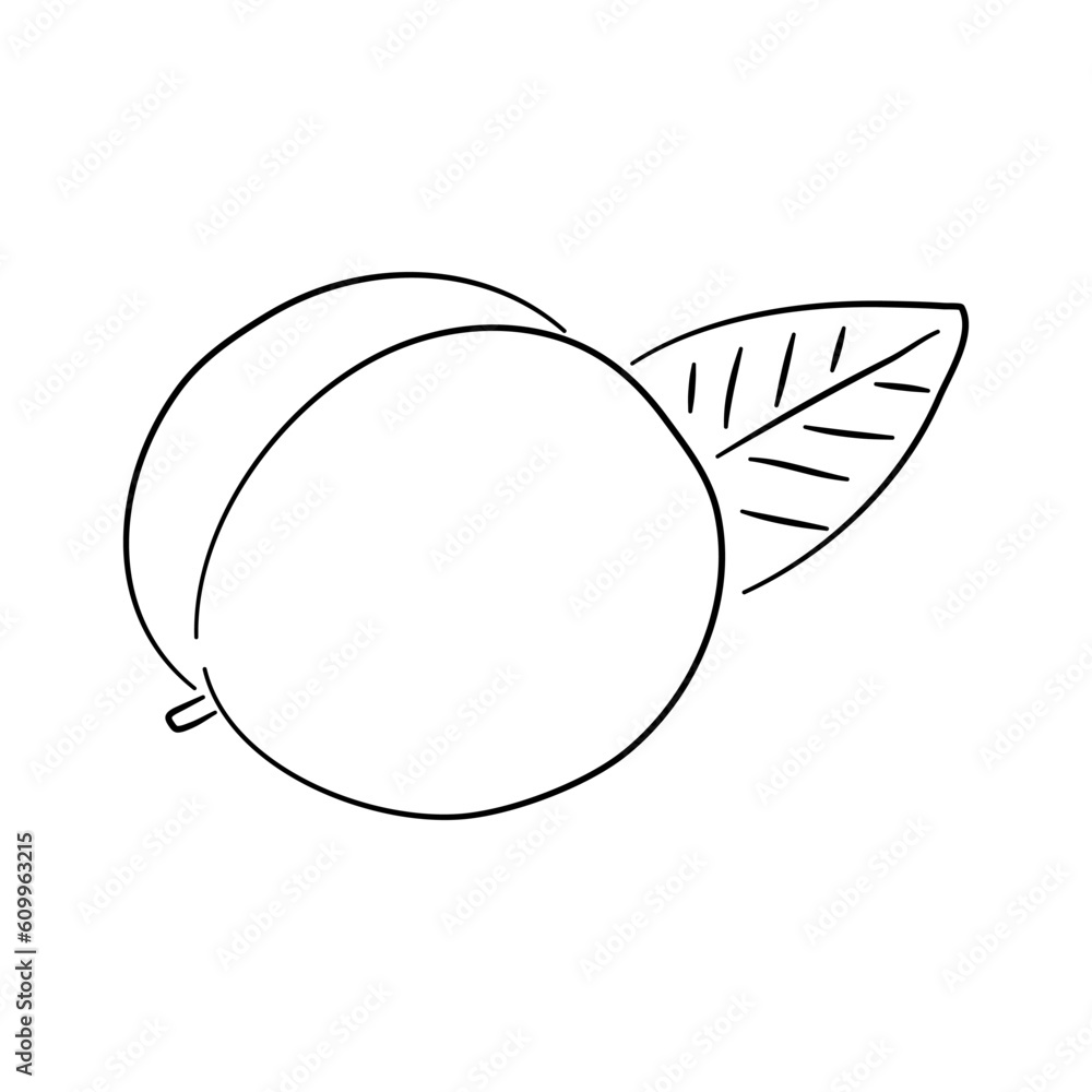 Apricot. Hand drawn outline doodle icon. Transparent isolated on white background. Vector illustration. Apricot. Hand drawn outline doodle icon. Transparent isolated on white background. Vector illustration.