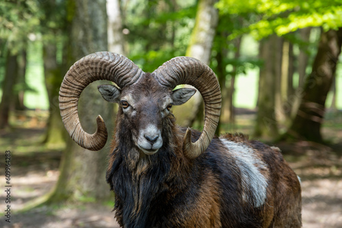 Close-up of a male mouflon with big horns in the forest
