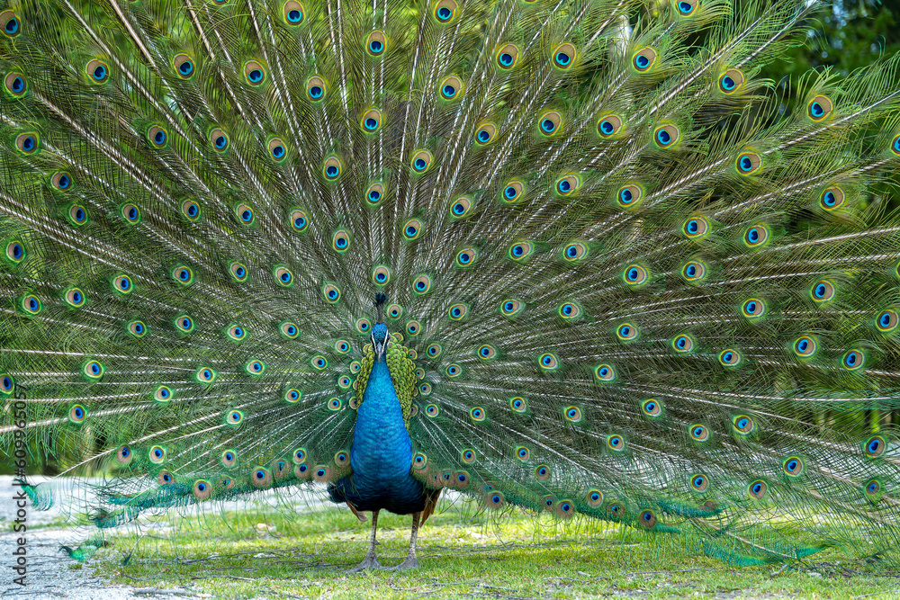 Fototapeta premium Close-up of a peacock cartwheeling at mating season
