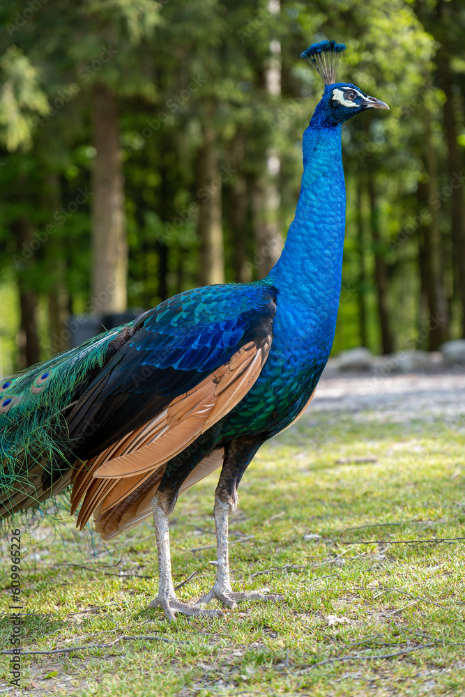 Obraz premium Close-up of a peacock standing in the woods