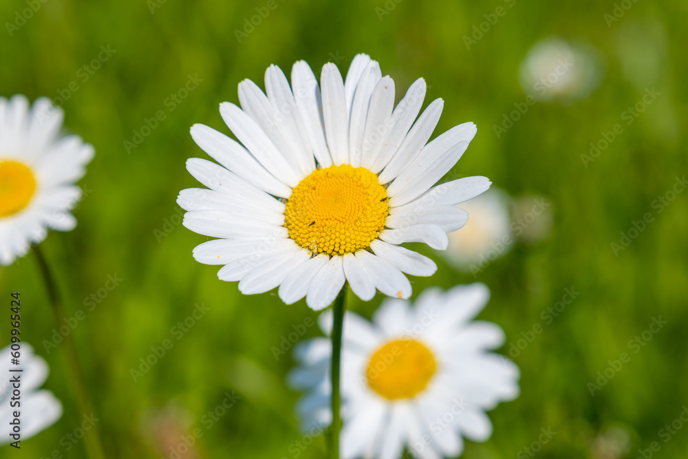 Close-up of a large daisy in a beautiful summer meadow Close-up of a large daisy in a beautiful summer meadow