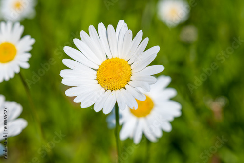 Close-up of a large daisy in a beautiful summer meadow