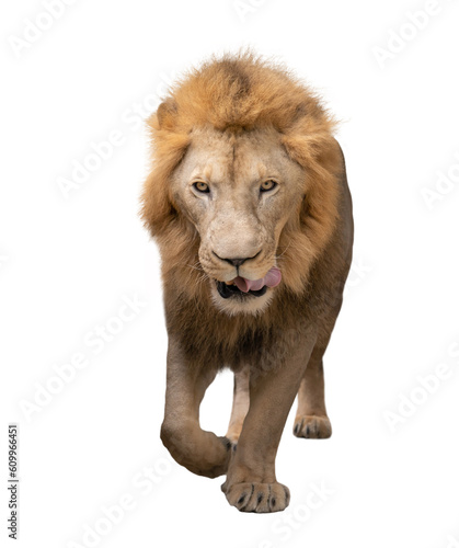 Fototapeta Naklejka Na Ścianę i Meble -  male lion walking isolated on white background