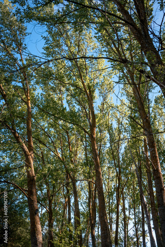 Green trees and blue sky.