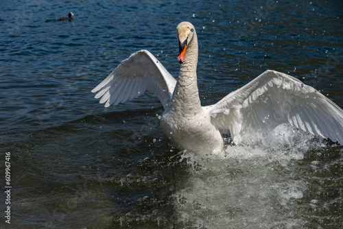 cigno bianco photo