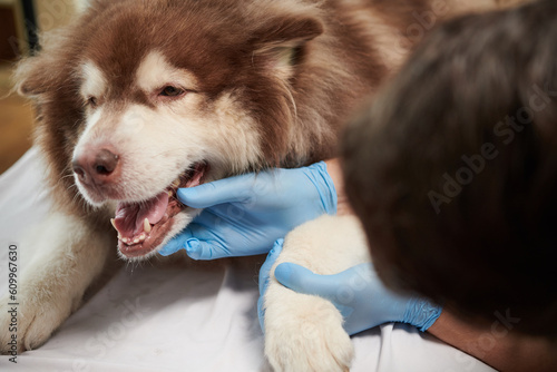 Closeup image of vet wearing gloves when checking teeth of somoyed dog