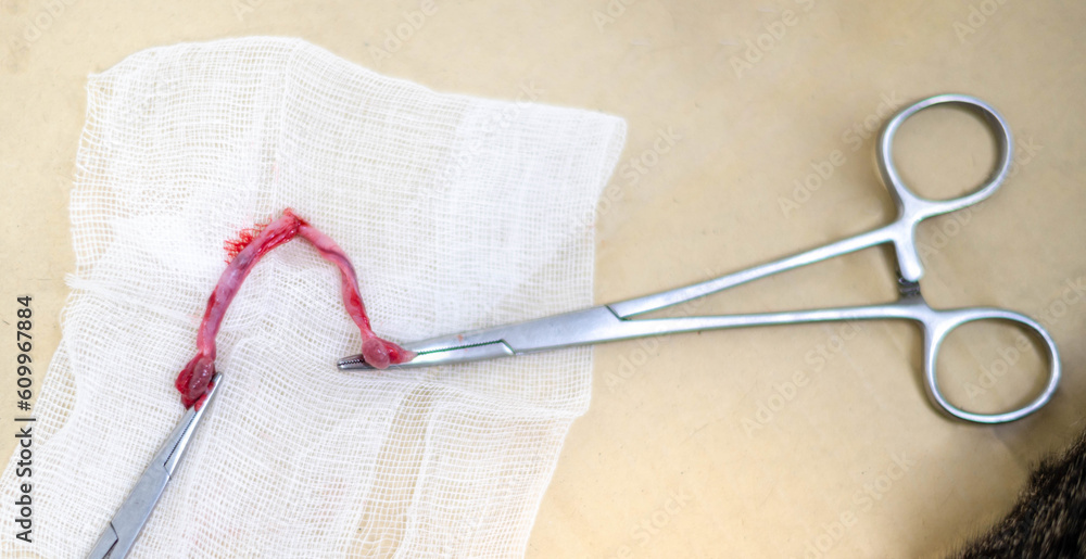 The operate scissors with the cat’s ovary on the tray in the operating room. The operate scissors with the cat’s ovary on the tray in the operating room.