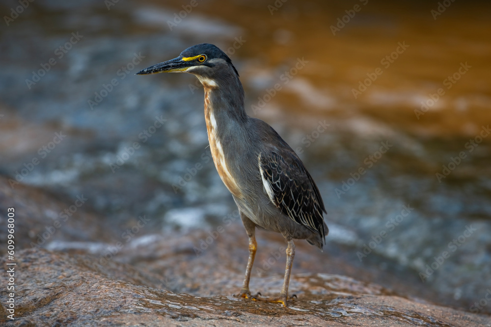 Fototapeta premium A green-backed heron hunting on rocks in a riverbed, Kruger National Park , South Africa