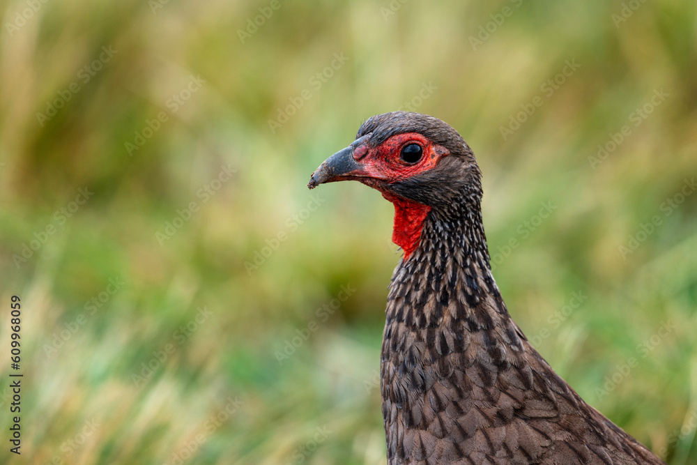Headshot of a Swainson's francolin (spurfowl) with grass in the background Headshot of a Swainson's francolin (spurfowl) with grass in the background