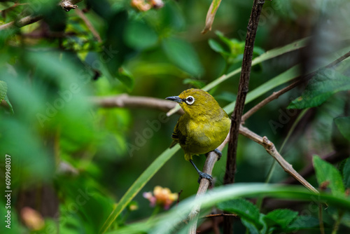 A cape white-eye perched among branches